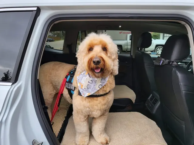 Classy Paws Dog Grooming — photo from the business 11