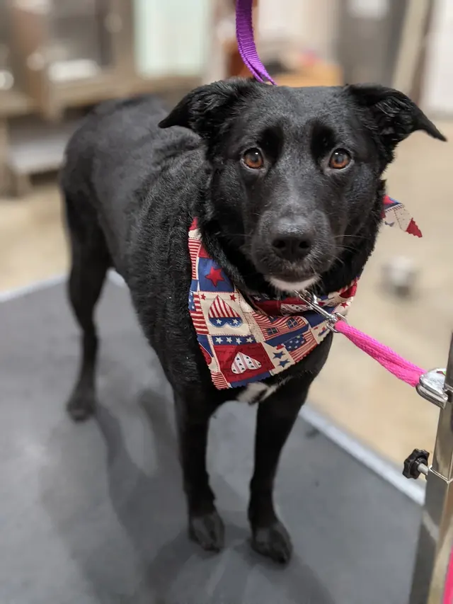 Classy Paws Dog Grooming — customer photo 6