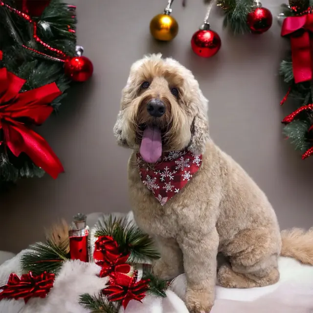 Classy Paws Dog Grooming — photo from the business 9