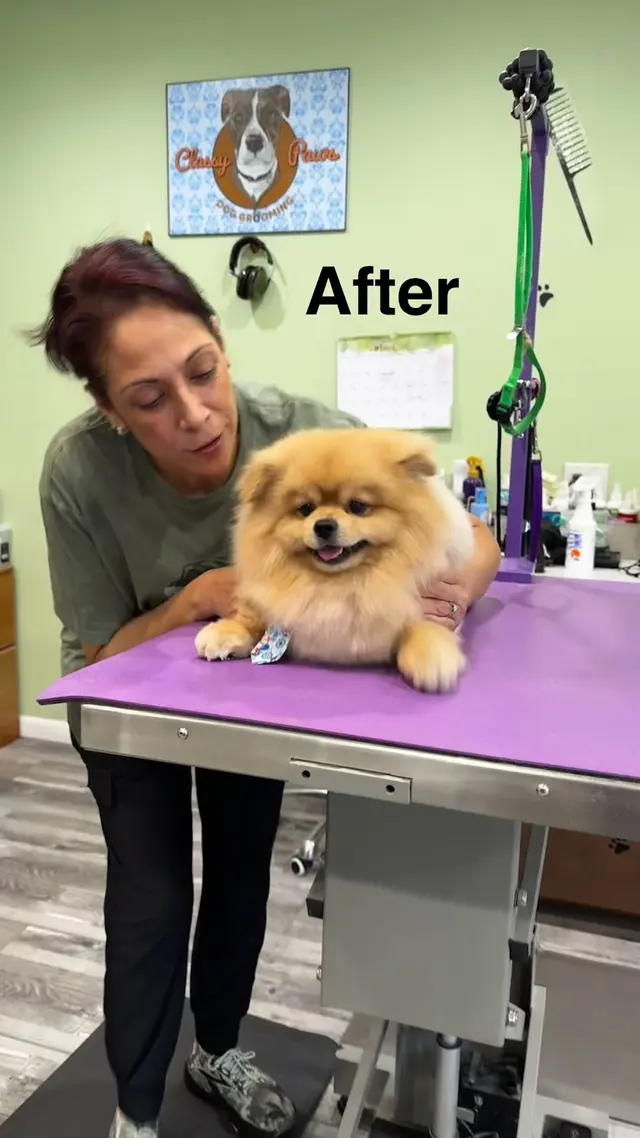 Customer photo of work by Classy Paws Dog Grooming, from Shruti G's review
