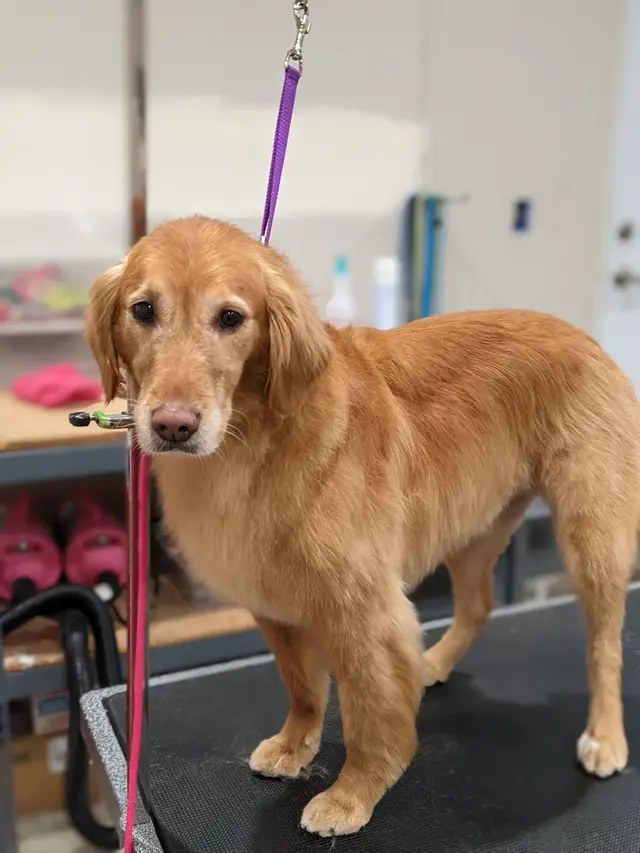 Classy Paws Dog Grooming — customer photo 5