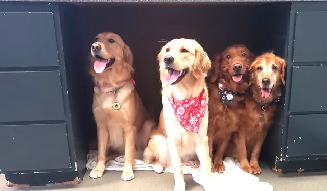 Puppy Love Dog Grooming — customer photo 6