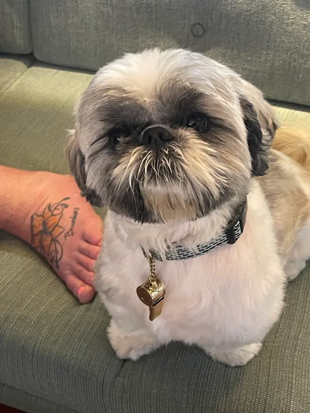 Puppy Love Dog Grooming — customer photo 1