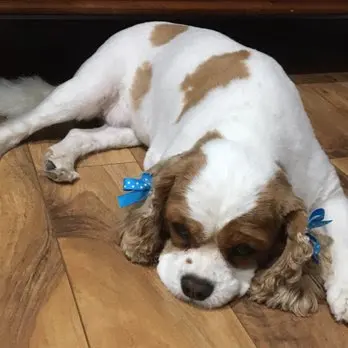 Puppy Love Dog Grooming — customer photo 9