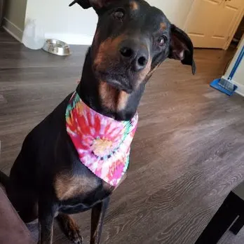 Puppy Love Dog Grooming — customer photo 5