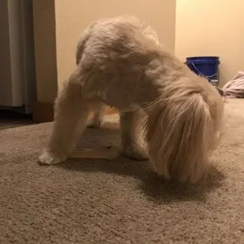 Puppy Love Dog Grooming — customer photo 10