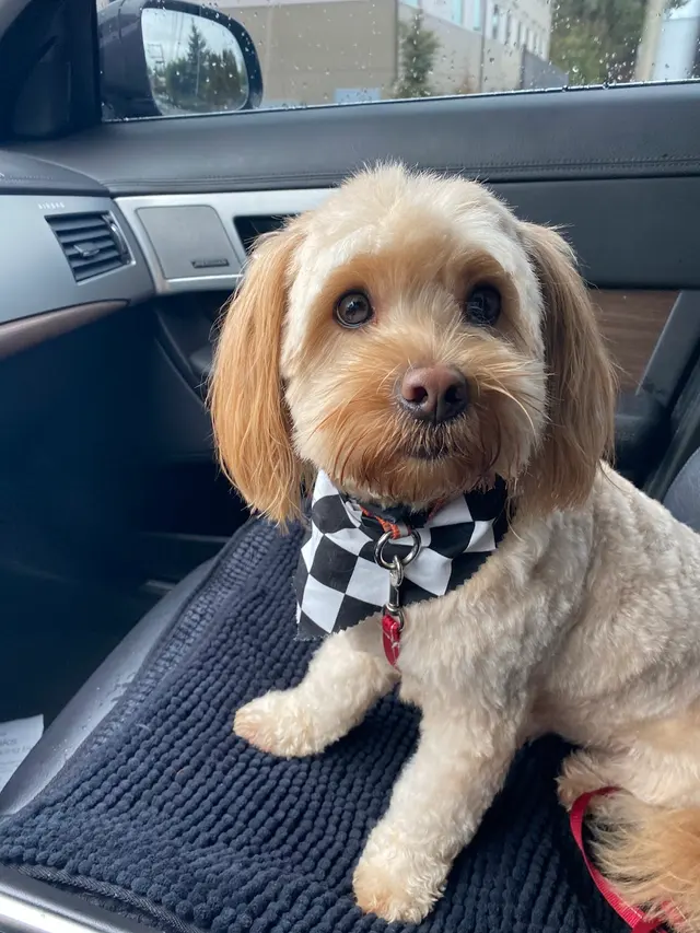 Puppy Love Dog Grooming — customer photo 12