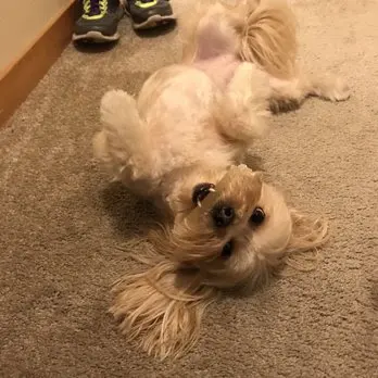 Puppy Love Dog Grooming — customer photo 4