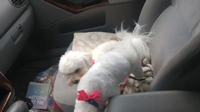 Puppy Love Dog Grooming — customer photo 11