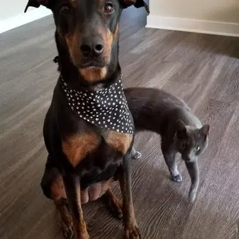 Puppy Love Dog Grooming — customer photo 3