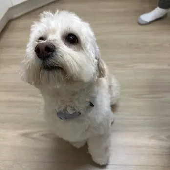 Puppy Love Dog Grooming — customer photo 2