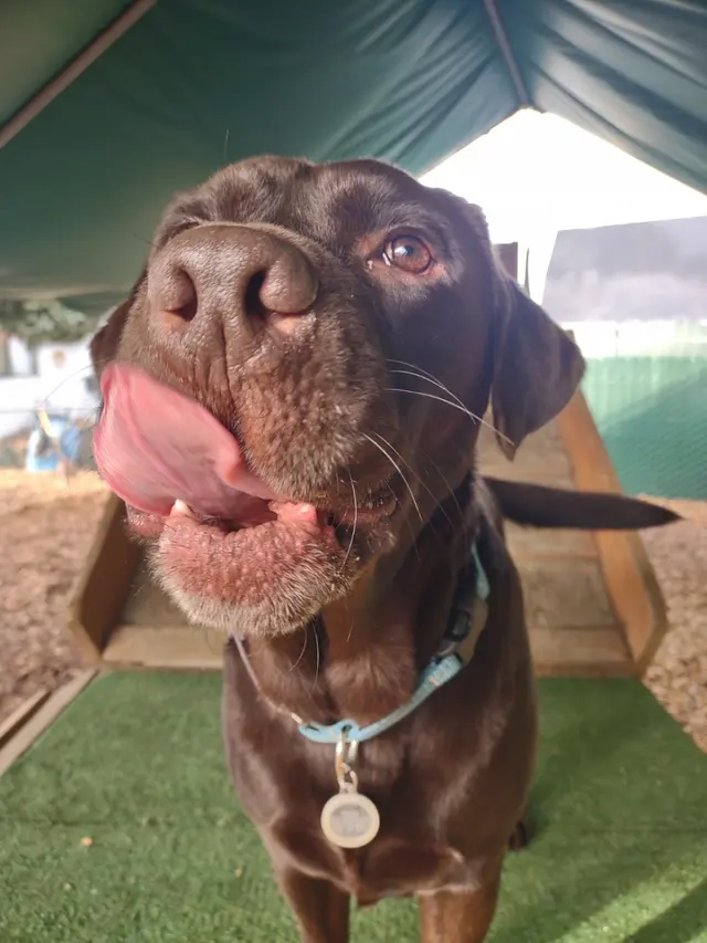 Camp Canine Doggy Day Care — customer photo 6