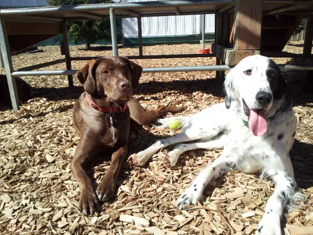 Camp Canine Doggy Day Care — photo from the business 11