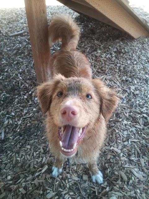 Camp Canine Doggy Day Care — photo from the business 9