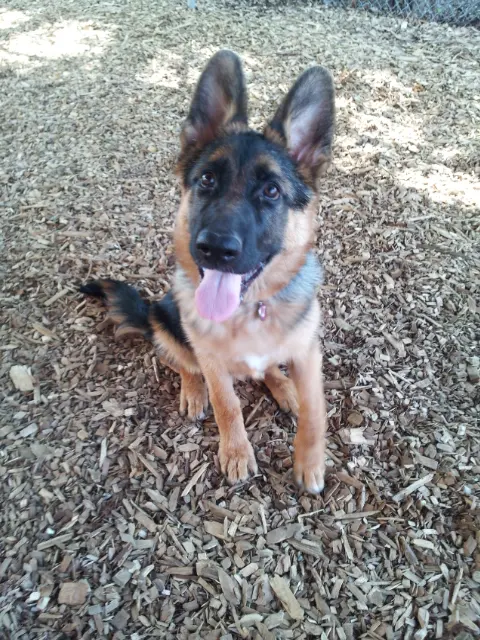 Camp Canine Doggy Day Care — photo from the business 8