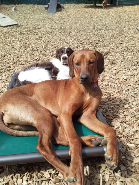 Camp Canine Doggy Day Care — photo from the business 1