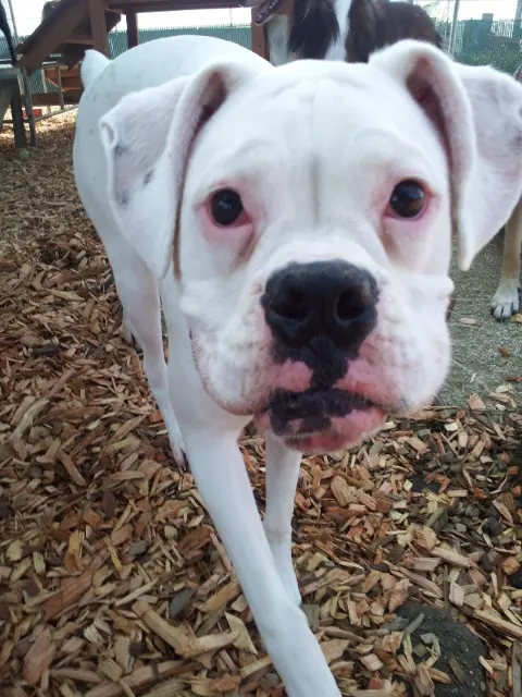Camp Canine Doggy Day Care — photo from the business 7