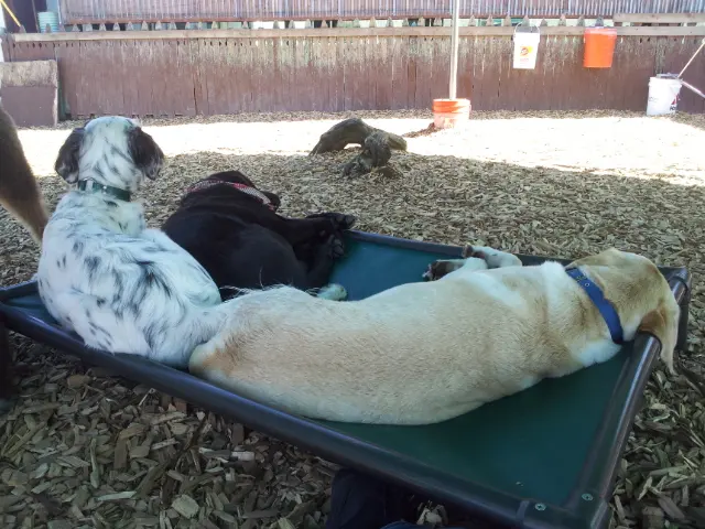Camp Canine Doggy Day Care — photo from the business 4