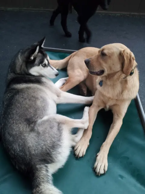 Camp Canine Doggy Day Care — photo from the business 12
