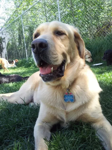 Camp Canine Doggy Day Care — photo from the business 5