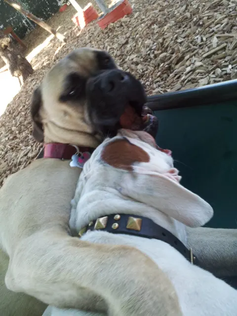 Camp Canine Doggy Day Care — photo from the business 10