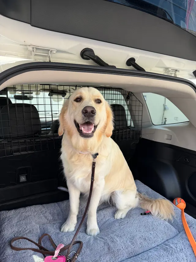 Kristi's Grooming — customer photo 10