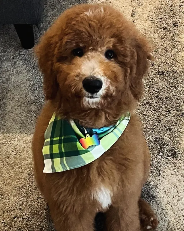 Kristi's Grooming — customer photo 2
