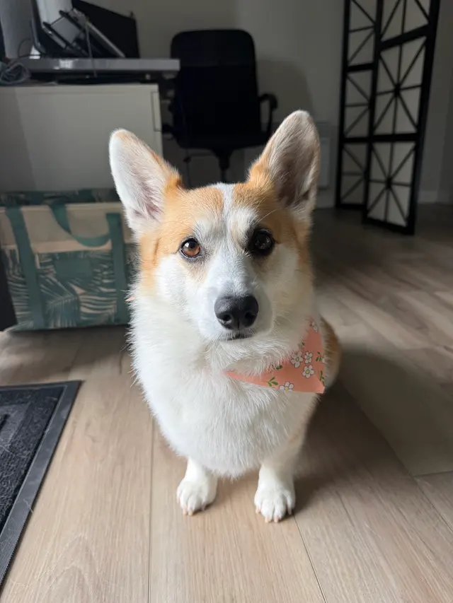 Kristi's Grooming — customer photo 4