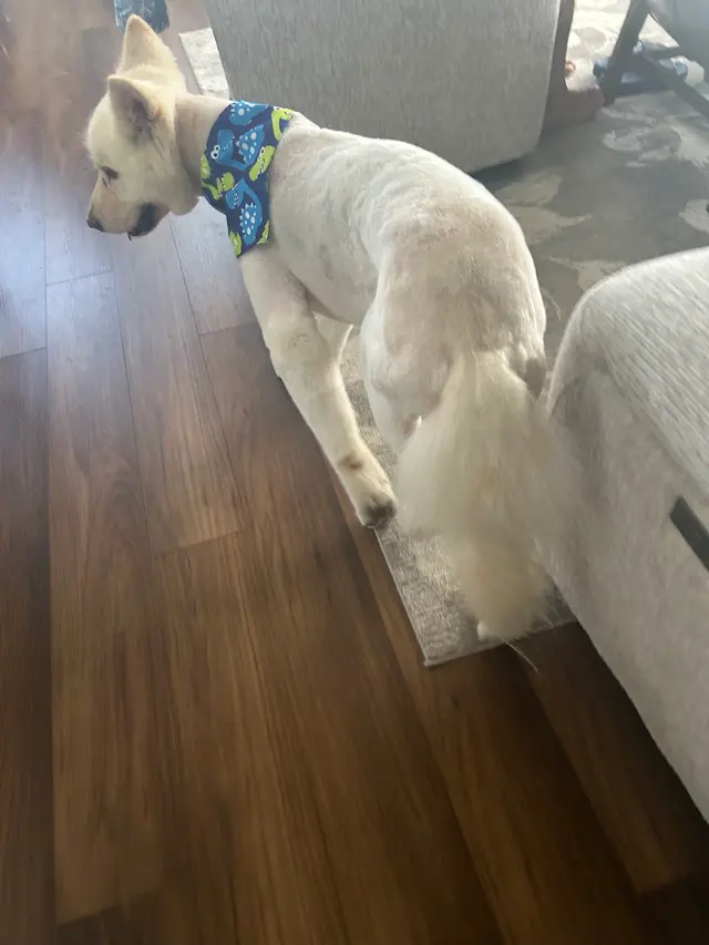 Kristi's Grooming — customer photo 8