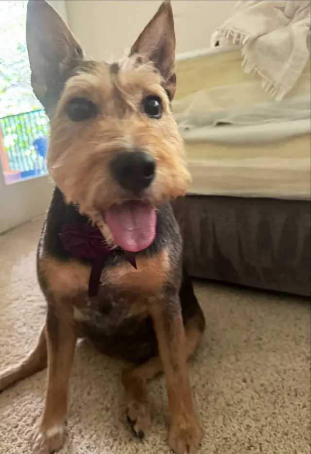 Kristi's Grooming — customer photo 3
