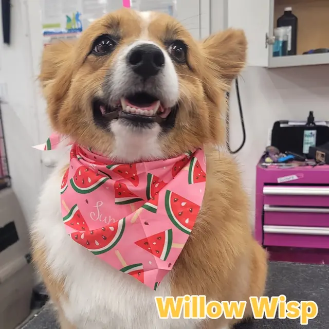 Kristi's Grooming — customer photo 12