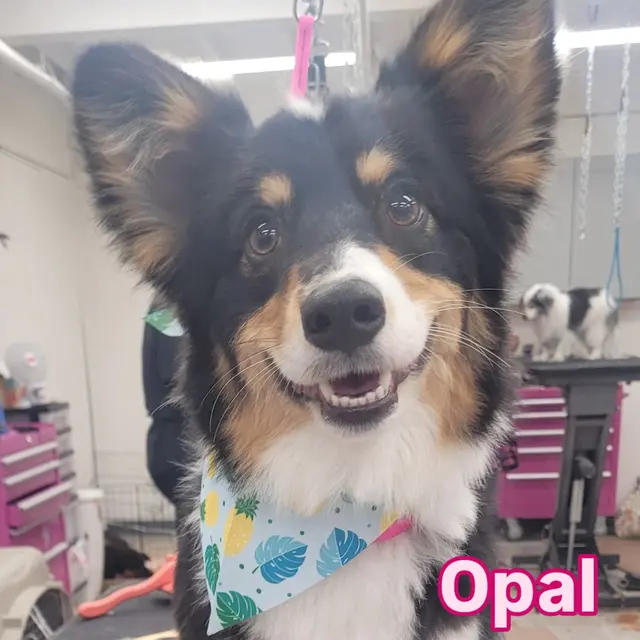 Kristi's Grooming — customer photo 11