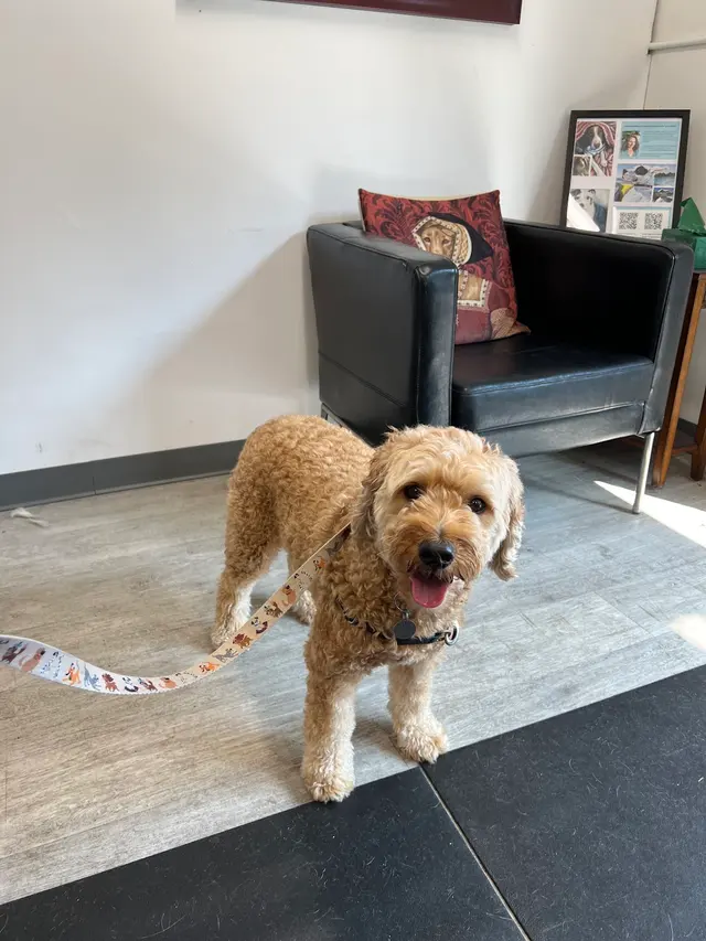 Kristi's Grooming — customer photo 7