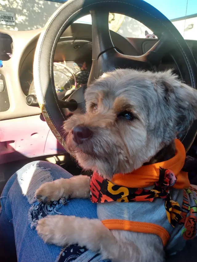 Kristi's Grooming — customer photo 9
