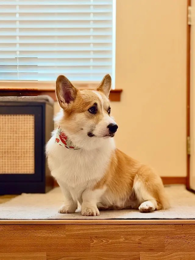 Kristi's Grooming — customer photo 5
