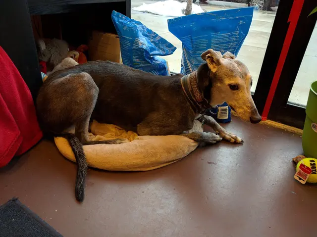 Your Best Friend Pet Supply — customer photo 6