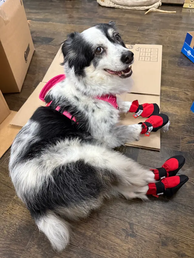 Your Best Friend Pet Supply — customer photo 8