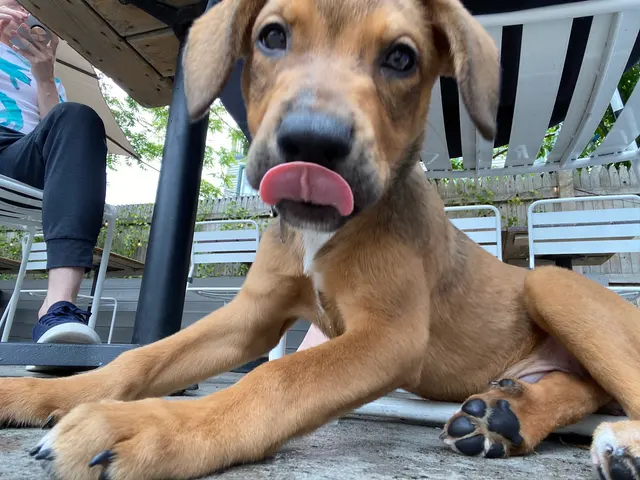 Your Best Friend Pet Supply — customer photo 9