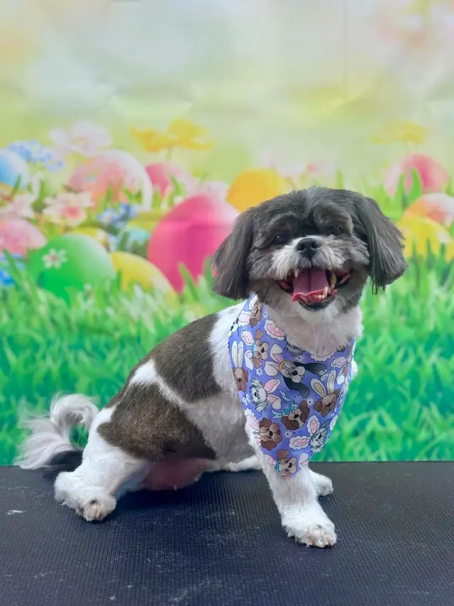 Customer photo of work by Pet Wants Chicago North, from Garrido Stray Rescue Foundation's review