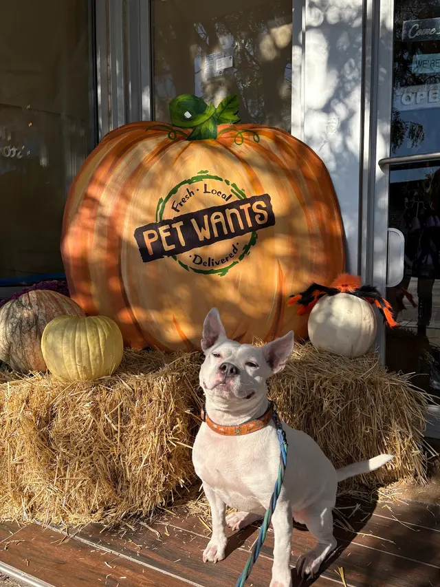 Pet Wants Chicago North — photo from the business 9