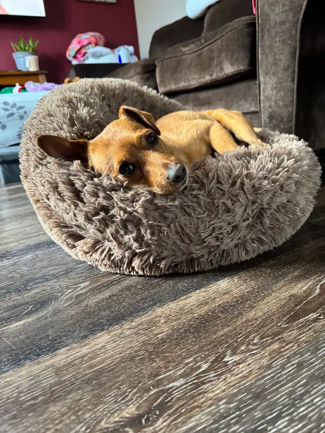 Pet Wants Chicago North — customer photo 8
