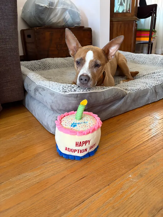 Customer photo of work by Pet Wants Chicago North, from Garrido Stray Rescue Foundation's review