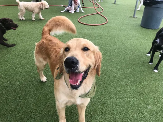 Liz's Pet Shop — customer photo 6