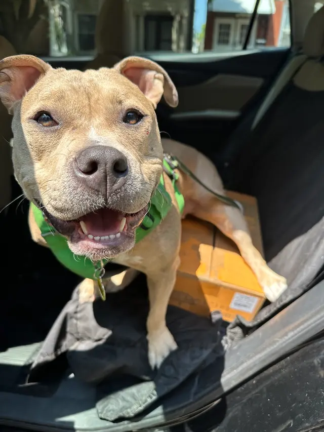 Liz's Pet Shop — customer photo 12