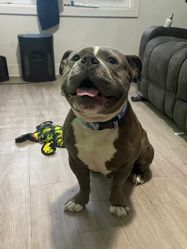 Bark N' Bites — customer photo 10