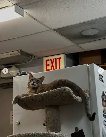 Ruff Haus Pets — photo from the business 4