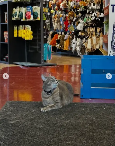 Ruff Haus Pets — photo from the business 10