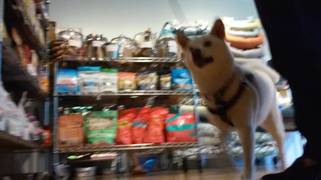 4Legs Inc. — customer photo 11