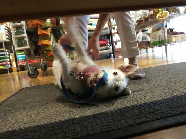 4Legs Inc. — photo from the business 7