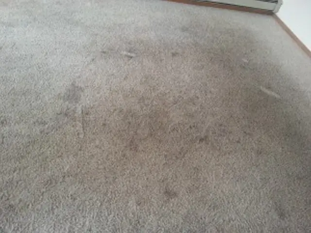 Heaven's Best Carpet Cleaning — photo from the business 2